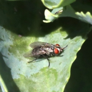 Sarcophagidae (family) at Tuggeranong DC, ACT - 19 Oct 2018 12:33 PM