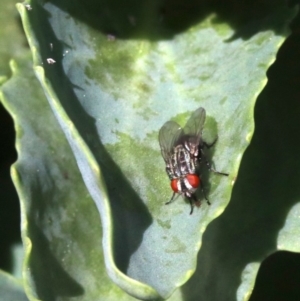 Sarcophagidae (family) at Tuggeranong DC, ACT - 19 Oct 2018 12:33 PM