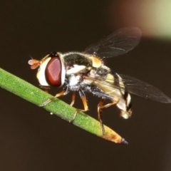 Simosyrphus grandicornis (Common hover fly) at Ainslie, ACT - 1 Nov 2018 by jb2602