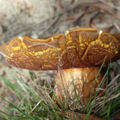 Phlebopus marginatus (Giant Bolete) at Morton, NSW - 4 Nov 2018 by vivdavo