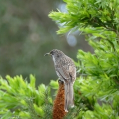 Anthochaera chrysoptera (Little Wattlebird) at Undefined - 4 Nov 2018 by vivdavo