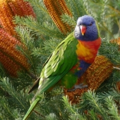 Trichoglossus moluccanus (Rainbow Lorikeet) at Undefined - 9 Jun 2018 by vivdavo