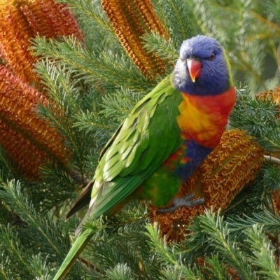 Trichoglossus moluccanus (Rainbow Lorikeet) at Undefined - 9 Jun 2018 by vivdavo