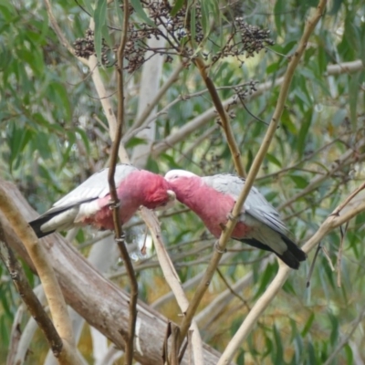 Eolophus roseicapilla (Galah) at Undefined - 2 May 2018 by vivdavo