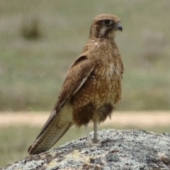 Falco berigora (Brown Falcon) at Rendezvous Creek, ACT - 5 Nov 2018 by roymcd