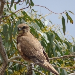 Falco berigora at Rendezvous Creek, ACT - 5 Nov 2018