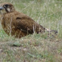 Falco berigora at Rendezvous Creek, ACT - 5 Nov 2018 10:41 AM