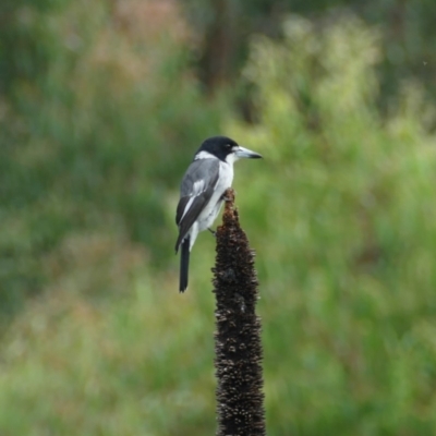 Cracticus torquatus (Grey Butcherbird) at Undefined - 29 Mar 2018 by vivdavo