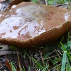 Tylopilus sp. (A Bolete) - 13 Mar 2018 by vivdavo