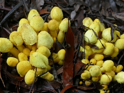 Leucocoprinus birnbaumii (Plantpot Dapperling) at Morton, NSW - 12 Mar 2018 by vivdavo