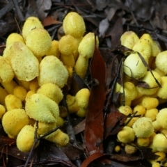 Leucocoprinus birnbaumii (Plantpot Dapperling) at Morton, NSW - 12 Mar 2018 by vivdavo