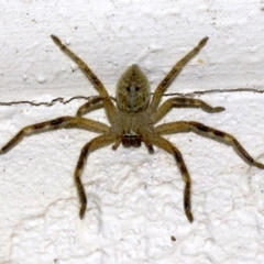 Neosparassus sp. (genus) (Unidentified Badge huntsman) at Ainslie, ACT - 15 Sep 2018 by jb2602