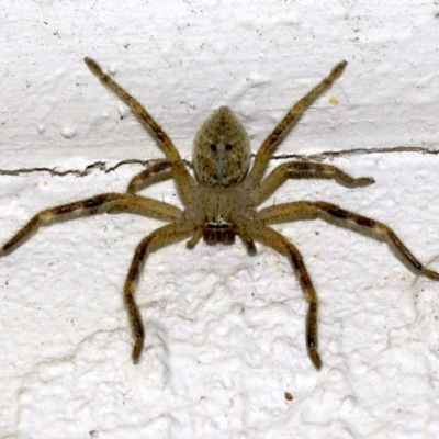 Neosparassus sp. (genus) (Unidentified Badge huntsman) at Ainslie, ACT - 15 Sep 2018 by jb2602