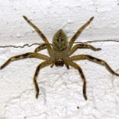 Unidentified Huntsman spider (Sparassidae) (TBC) at Ainslie, ACT - 15 Sep 2018 by jbromilow50