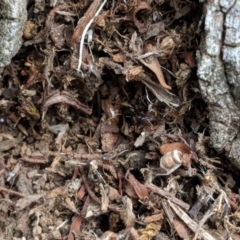 Papyrius nitidus at Hughes, ACT - 6 Nov 2018