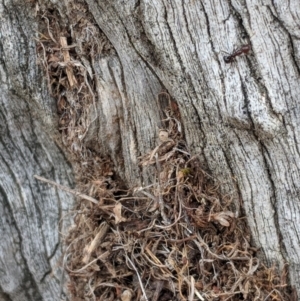 Papyrius nitidus at Hughes, ACT - suppressed