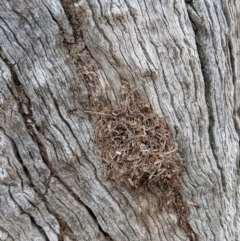 Papyrius nitidus at Hughes, ACT - suppressed