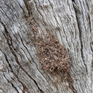 Papyrius nitidus at Hughes, ACT - 6 Nov 2018