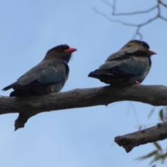 Eurystomus orientalis (Dollarbird) at Hughes, ACT - 6 Nov 2018 by JackyF