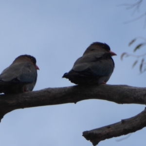 Eurystomus orientalis at Hughes, ACT - 6 Nov 2018