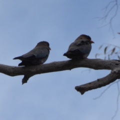 Eurystomus orientalis at Hughes, ACT - 6 Nov 2018