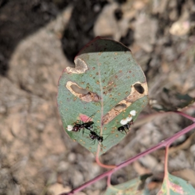 Cardiaspina albitextura (White Lace Lerp) at Hughes, ACT - 6 Nov 2018 by JackyF