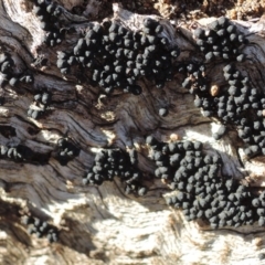 Annulohypoxylon at Hughes, ACT - 6 Nov 2018 by JackyF