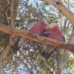 Eolophus roseicapilla (Galah) at Federal Golf Course - 30 Oct 2018 by JackyF