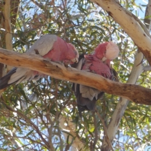 Eolophus roseicapilla at Red Hill, ACT - 30 Oct 2018