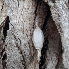 Hyalarcta nigrescens (Ribbed Case Moth) at Gundaroo, NSW - 6 Nov 2018 by HelenCross