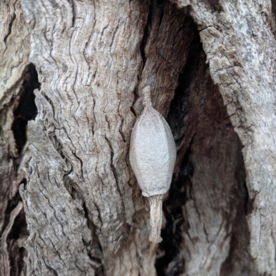 Hyalarcta nigrescens (Ribbed Case Moth) at Gundaroo, NSW - 6 Nov 2018 by HelenCross