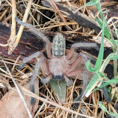 Delena cancerides (Social huntsman spider) at Mcleods Creek Res (Gundaroo) - 6 Nov 2018 by HelenCross