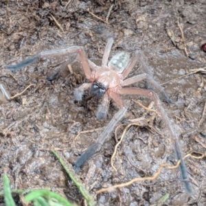 Delena cancerides at Gundaroo, NSW - 6 Nov 2018