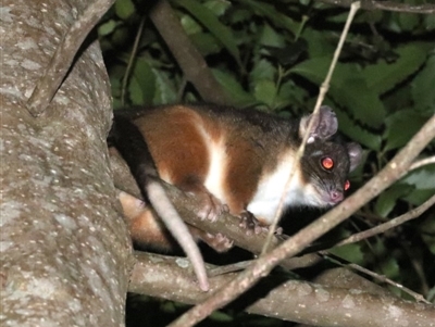 Pseudocheirus peregrinus (Common Ringtail Possum) at Undefined - 25 Oct 2018 by jb2602