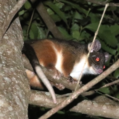 Pseudocheirus peregrinus (Common Ringtail Possum) - 25 Oct 2018 by jb2602