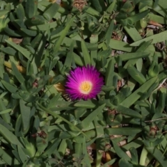 Carpobrotus glaucescens (Pigface) at Batemans Marine Park - 27 Oct 2018 by jbromilow50