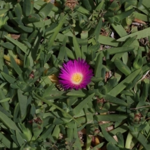 Carpobrotus glaucescens at Batemans Marine Park - 27 Oct 2018 02:00 PM