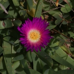 Carpobrotus glaucescens at Batemans Marine Park - 27 Oct 2018 02:00 PM