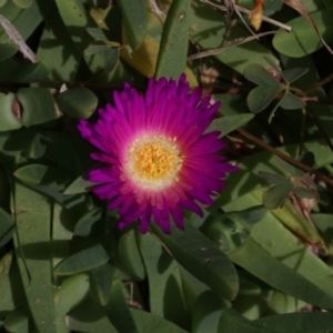 Carpobrotus glaucescens at Batemans Marine Park - 27 Oct 2018 02:00 PM