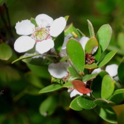 Leptospermum grandifolium (Woolly Teatree, Mountain Tea-tree) at Cotter Reserve - 3 Nov 2018 by Harrisi