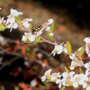 Leptospermum grandifolium at Coree, ACT - 3 Nov 2018 04:38 PM