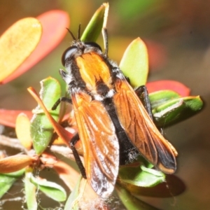 Pelecorhynchus fulvus at Coree, ACT - 3 Nov 2018