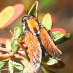 Pelecorhynchus fulvus (Orange cap-nosed fly) at Coree, ACT - 3 Nov 2018 by Harrisi