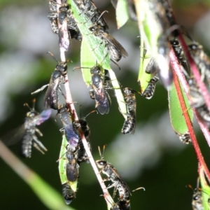 Euryglossa ephippiata at Coree, ACT - 5 Nov 2018