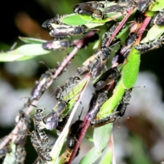 Euryglossa ephippiata at Coree, ACT - 5 Nov 2018