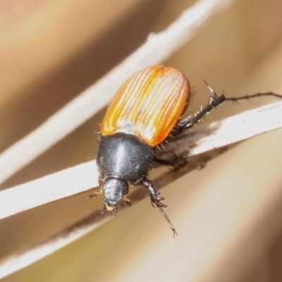 Phyllotocus rufipennis (Nectar scarab) at Molonglo River Reserve - 4 Nov 2018 by Harrisi