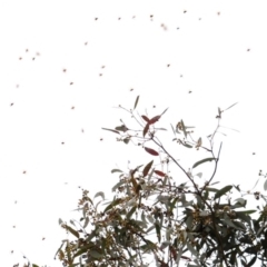 Phyllotocus rufipennis at Molonglo River Reserve - 5 Nov 2018