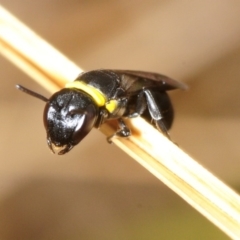 Hylaeus (Prosopisteron) primulipictus (Hylaeine colletid bee) at Dunlop, ACT - 5 Nov 2018 by Harrisi