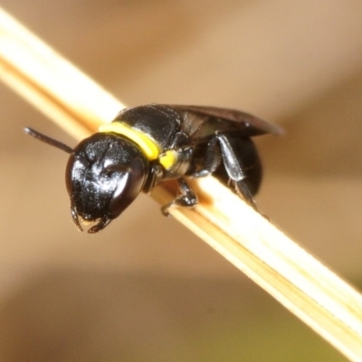 Hylaeus (Prosopisteron) primulipictus (Hylaeine colletid bee) at Kama - 4 Nov 2018 by Harrisi