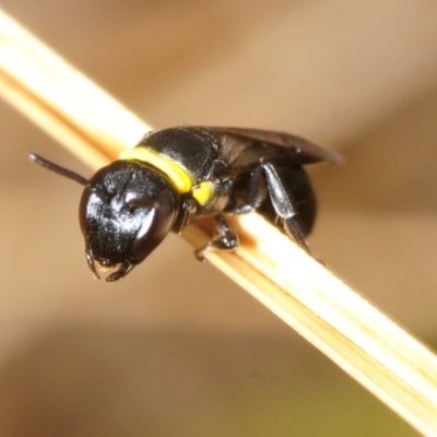 Hylaeus (Prosopisteron) primulipictus (Hylaeine colletid bee) at Dunlop, ACT - 5 Nov 2018 by Harrisi